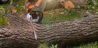 Why Choose Our Tree Removal Services in Highland Lakes, NJ?