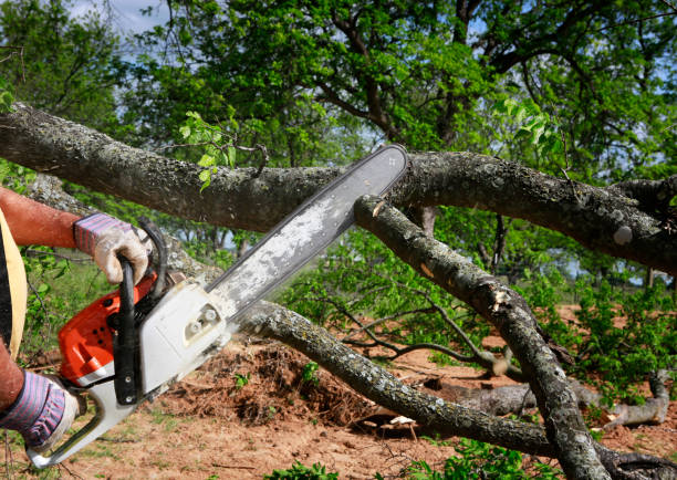 Highland Lakes, NJ Tree Services Company